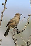 Curve-billed Thrasherborder=